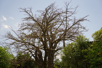Botanical Garden, Coral Gables, FL