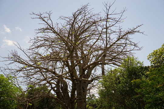 รูปภาพUnunquadium เลือกดูภาพถ่ายสต็อก เวกเตอร์ และวิดีโอ701 Adobe Stock