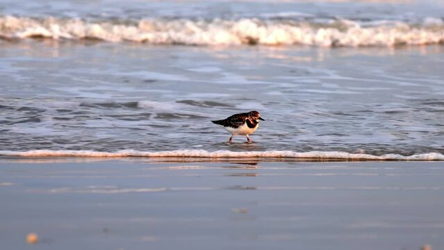 Ruddy Turnstone bird, Arenaria interpres, running on a beach in evening light, as ocean waves roll in from the water of the Gulf of Mexico, in slow motion.