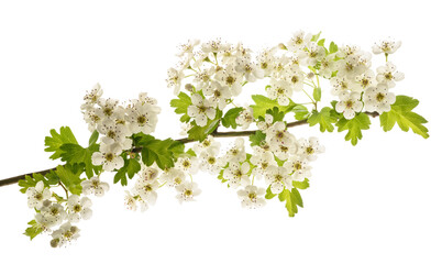 Hawthorn branch with  flowers