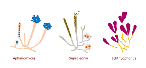 Simple illustration of fish parasitic fungus, Aphanomyces, Saprolegnia, and Ichthyophonus