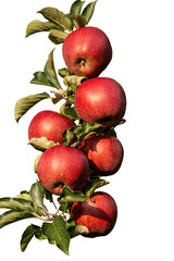 Apple's Sleek and Iconic Design: A Visual Journey through Innovation