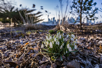 snowdrops on toronto island with Toronto skyline on background