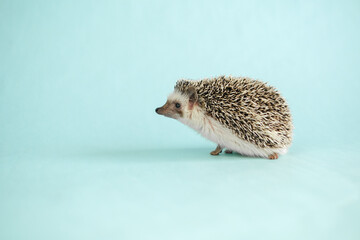 Hedgehog on blue background.prickly pet. African pygmy hedgehog. Gray hedgehog with white spots.Place for text.