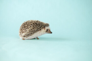 Hedgehog on blue background.African pygmy hedgehog. Gray hedgehog with white spots.Place for text. Funny eared cute hedgehog. © Yuliya
