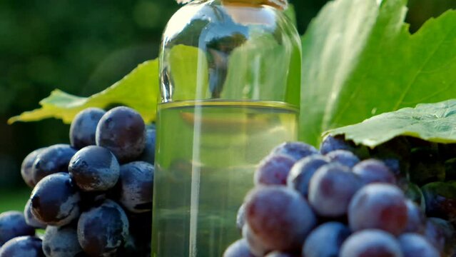 Grape seed Oil in a transparent bottle, dark grapes large bunches on a green blurred summer garden background.grape oil and vinegar ingredient.Organic Natural Bio Grape Seed Oil. 4k footage