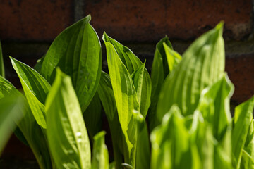 green leaves on the fence.