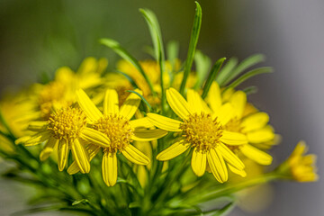 bouquet de fleurs jaunes dans la nature