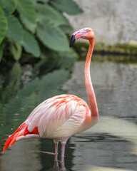 Flamand rose dans le Sud de la France