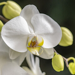 Fototapeta na wymiar Fleur d'orchidée