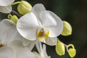 Naklejka na ściany i meble Fleur d'orchidée