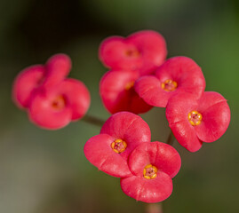 Plante avec une grappe de fleurs rouge © Bernard