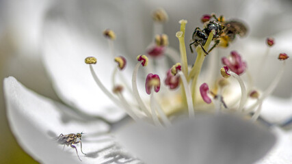 Fleur blanche en macro avec ses étamines butinée par u n insecte