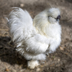 Coq blanc emmitouflé dans un manteau de longues plumes
