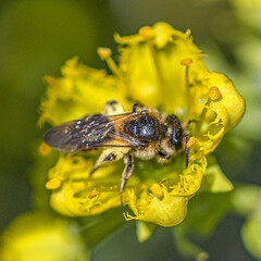 Abeille butinant une fleur jaune