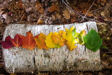 Rainbow leaves, fallen autumn leaves