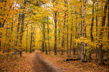 autumn in the forest