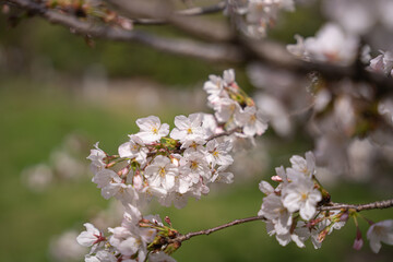春の桜の風景