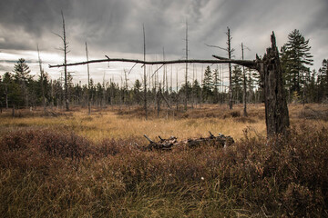 Intense dead forest