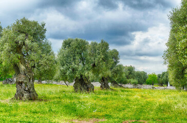 Monumental olive trees, some 2000 years old,