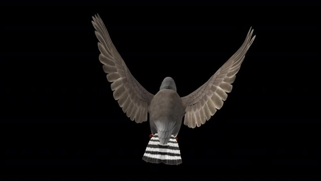 Zebra Finch Bird - Flying Loop - Back View CU - 3D Animation with Alpha Channel