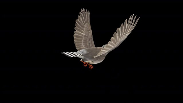 Zebra Finch Bird - Flying Loop - Back Angle View CU - 3D Animation with Alpha Channel
