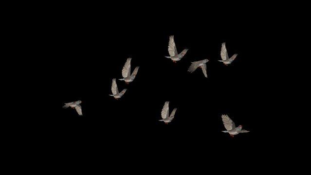 Zebra Finch Flock of 8 Birds - Flying Loop - Side View - 3D Animation with Alpha Channel