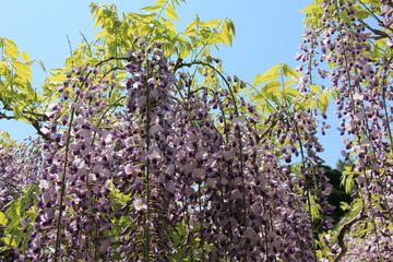 フジ(藤)/満開の花