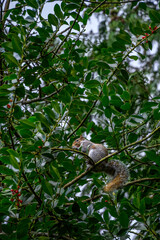 Fototapeta premium Urban wildlife, squirrel perched on branch in a large holly bush feeding on red holly berries 