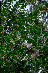 Urban wildlife, squirrel perched on branch in a large holly bush feeding on red holly berries
