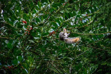 Acrobatic squirrel hanging upside down, feeding on red holly berries, in a large holly bush,...