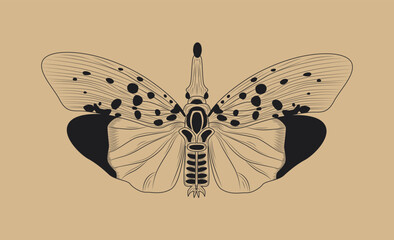 Line butterfly concept. Spilarctia seriatopunctatum, insect with wings. Mysticism and occultism, esotericism. Symbol of spring and summer time of year. Cartoon flat vector illustration