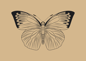 Line butterfly concept. Morpho menelaus, insect with wings. Educational material for children. Zoology and biology. Spring or summer symbol. Cartoon flat vector illustration