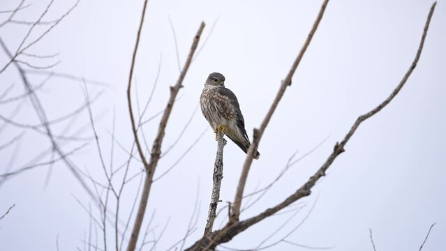 Merlin perched in a tree as it looks around while hunting in spring.