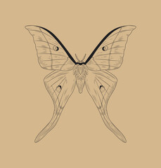 Fototapeta na wymiar Line butterfly concept. Junonia almana, insect with wings. Minimalistic creative art, engraving in scrapbook. Biology, zoology and collecting. Cartoon flat vector illustration
