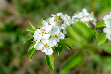 Spring in the garden. Blooming pear tree.