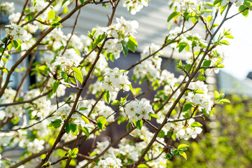 Spring in the garden. Blooming pear tree.