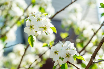 Spring in the garden. Blooming pear tree.