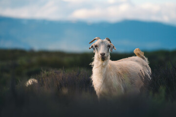 Cabras de la patagonia