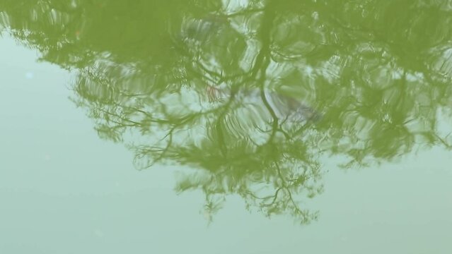 Daytime Reflections of Trees and Fish in Chapultepec Pond