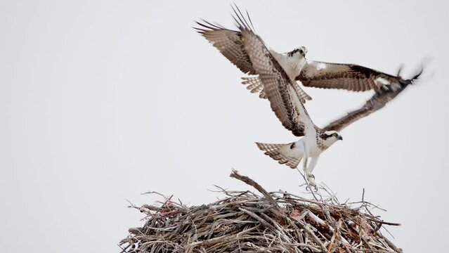 Osprey taking flight from nest as they court each other.