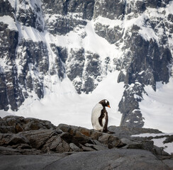 Obraz premium Gentoo penguin in Antarctica