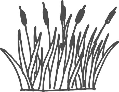 Grass or reeds growing in wetland, cattail pond