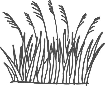 Typha flowering plant, bulrush or reedmace, reed