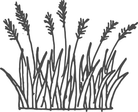 Bulrush or reedmace, reed. Typha flowering plant