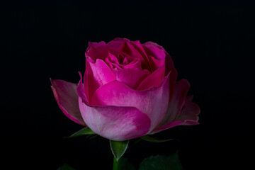 Fototapeta premium A rose is either a woody perennial flowering plant of the genus Rosa in the family Rosaceae or the flower it bears