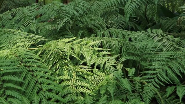 Video of nature in spring: ferns in Chapultepec forest in low-angle shot