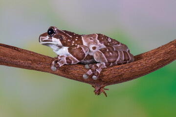 The Mission golden-eyed tree frog or Amazon milk frog (Trachycephalus resinifictrix) is a large species of arboreal frog native to the Amazon Rainforest in South America