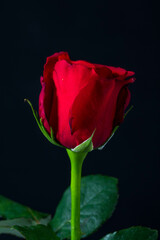 Fototapeta premium The flowers of the rose grow in many different colors, from the well-known red rose or yellow rose and sometimes white or purple rose