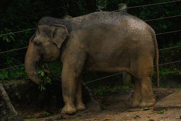 Fototapeta na wymiar Elephant eat grass at the zoo, full length portrait